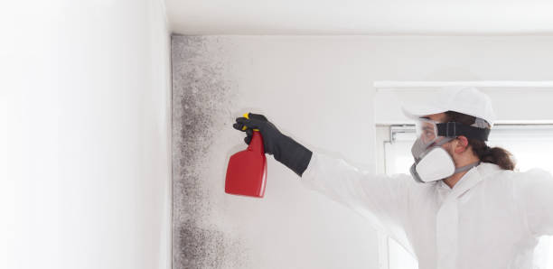 Best Attic Mold Removal  in Reisterstown, MD