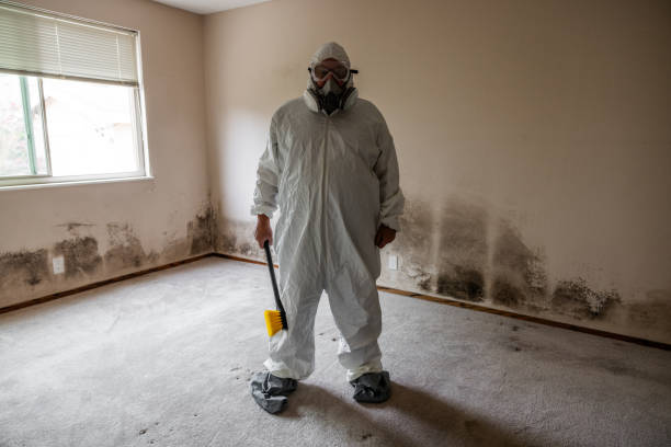 Professional Mold Removal in Reisterstown, MD